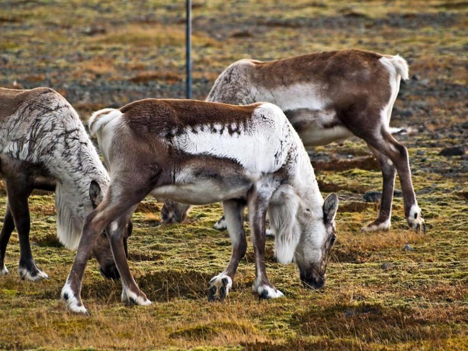 Guesthouse Nypugardar Höfn Eksteriør bilde